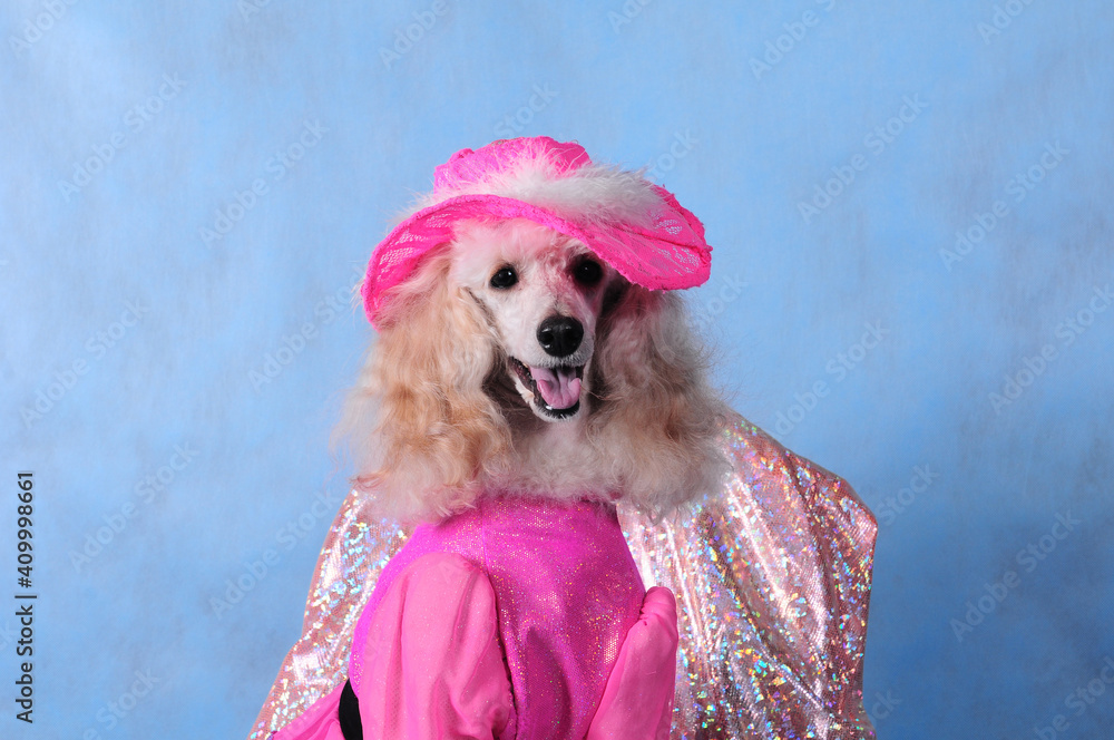 Dog in pink dress and hat on blue background