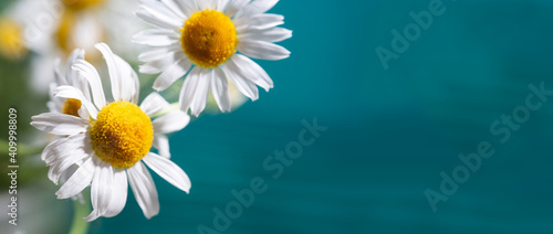 soft focus, macro photo, chamomile on a blue background