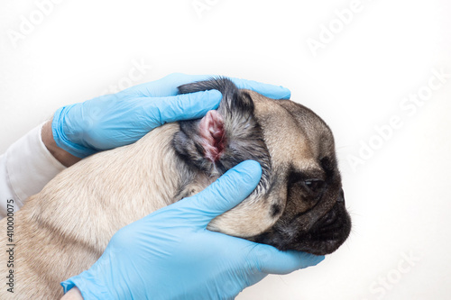 close-up pug dog having a check-up in his ear by a veterinarian. sore ear in a dog. Dog Allergy, Dermatitis, a fungal infection photo