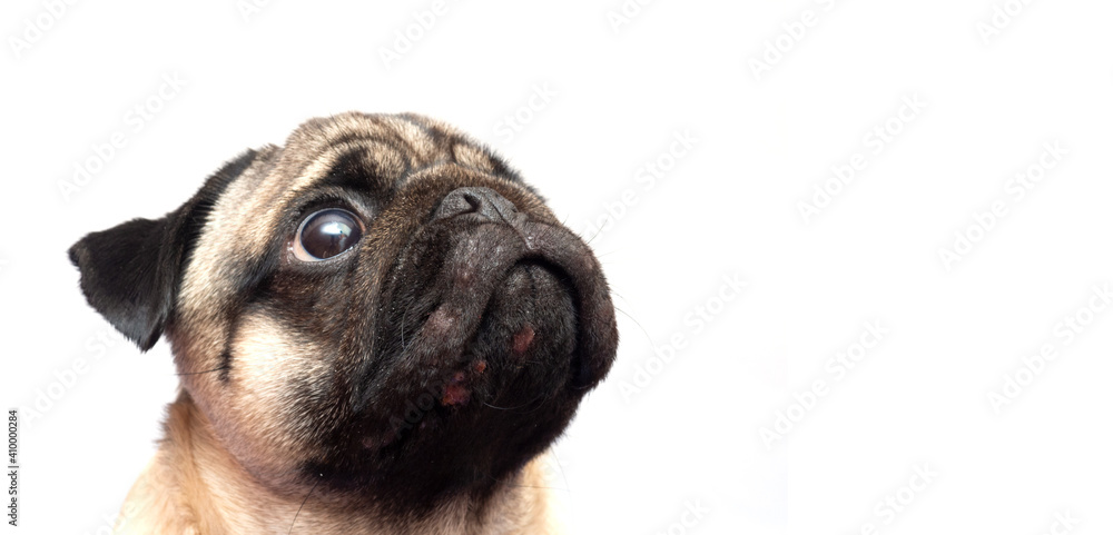 Portrait of a pug dog with red inflamed wounds on his face. Dog Allergy, Dermatitis, a fungal infection on skin face of a dog