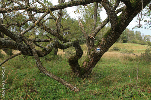 Fototapeta Naklejka Na Ścianę i Meble -  Old trees in abandoned, former village Zubensko in Bieszczady Mountains