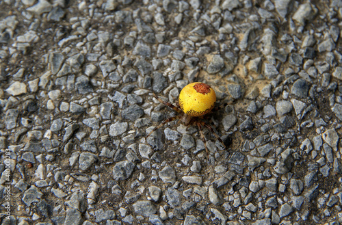 Fototapeta Naklejka Na Ścianę i Meble -  Four Spot Orb Weaver in Bieszczady Mountains