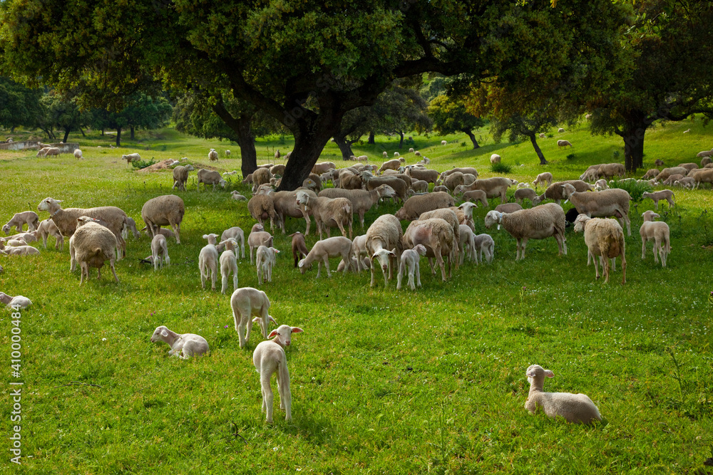 Fototapeta premium Ovejas en la Dehesa, Parque Natural Sierra de Andújar, Jaen, Andalucía, España