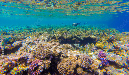 Fototapeta Naklejka Na Ścianę i Meble -  
bright colors and natural forms of the coral reef and its inhabitants in the Red Sea