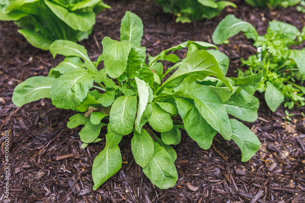 Organic mesclun mix leafy greens direct sowed from seed growing in a suburban kitchen garden in springtime Organic mesclun mix leafy greens direct sowed from seed growing in a suburban kitchen garden in springtime