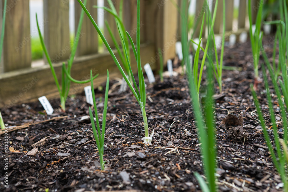Rows of red, white and yellow onions growing in an organic suburban kitchen garden in springtime Rows of red, white and yellow onions growing in an organic suburban kitchen garden in springtime