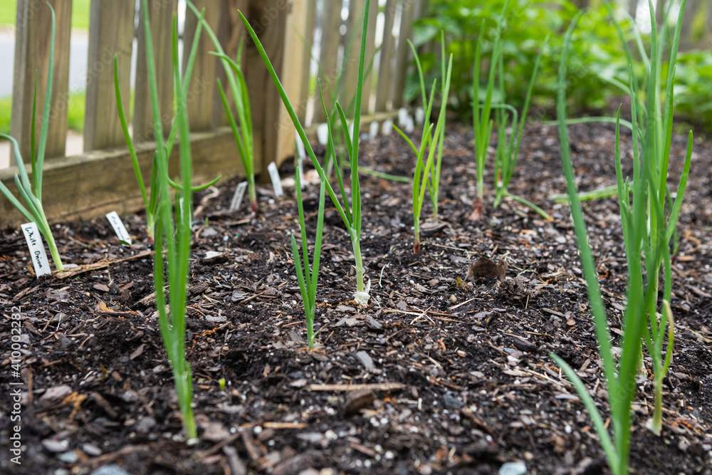 Rows of red, white and yellow onions growing in an organic suburban kitchen garden in springtime Rows of red, white and yellow onions growing in an organic suburban kitchen garden in springtime