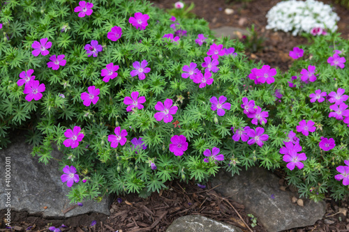 Purple flowers of a hardy perennial cranesbill geraium in full bloom in a rock garden during springtime photo
