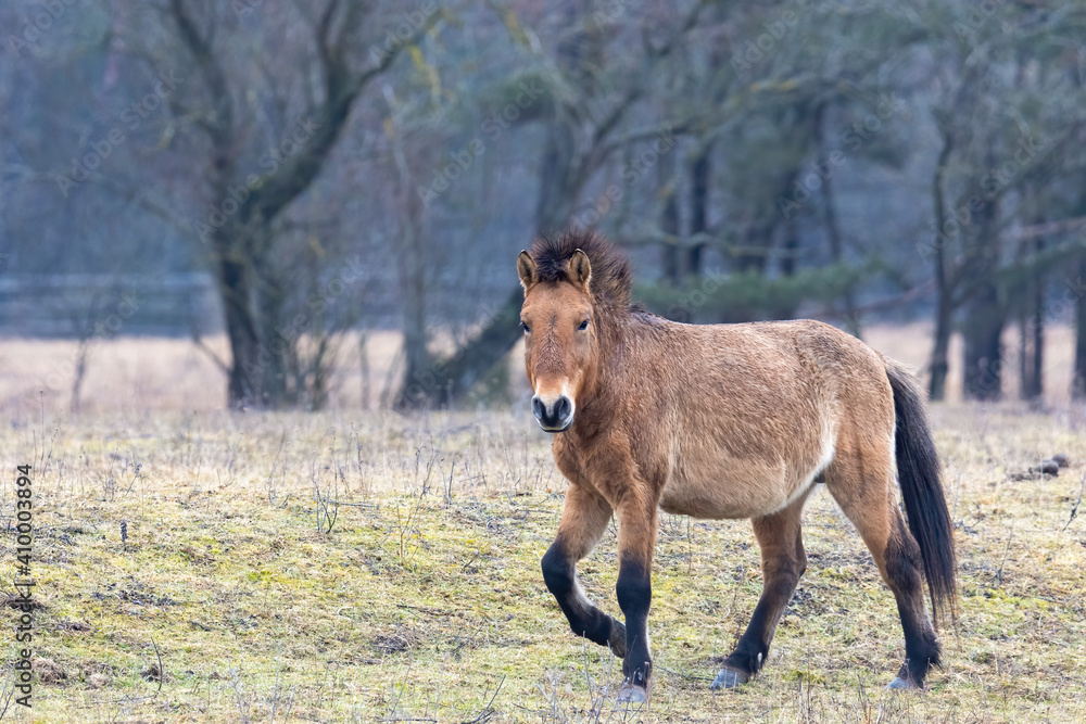 A wild horse of the rare horse breed Przewalski horse A wild horse of the rare horse breed Przewalski horse