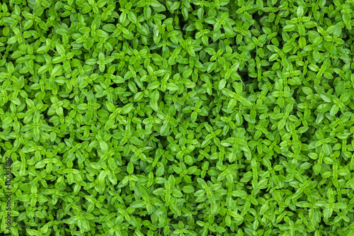 Culinary herb thyme natural background growing in a suburban kitchen garden