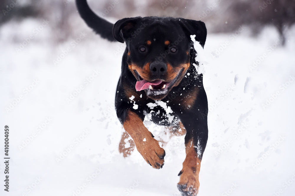 un perro rottweiler corriendo en la nieve