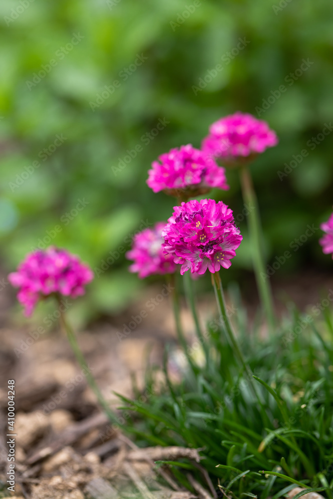 Globular shaped pink Sea Thrift 'armeria maritima' flowers, Dusseldorf Pride variety, in full bloom in the garden in springtime Globular shaped pink Sea Thrift 'armeria maritima' flowers, Dusseldorf Pride variety, in full bloom in the garden in springtime