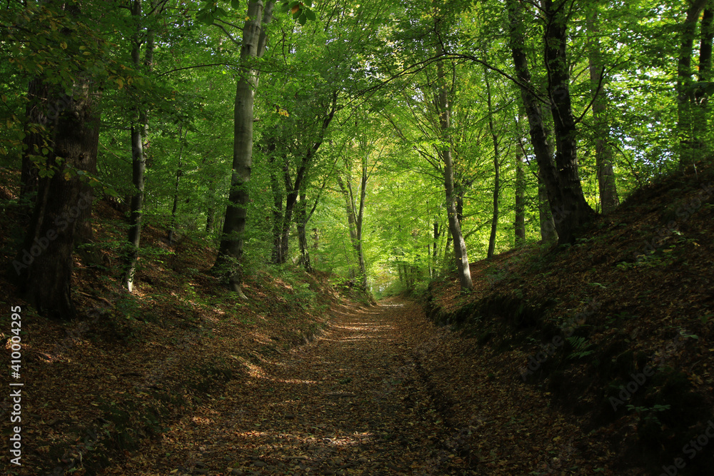 Fototapeta premium Path in the forest in Sanok, Poland