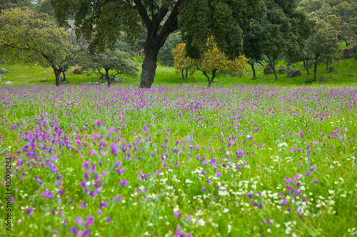 Viboreras y Alcornoque  Parque Natural Sierra de And  jar  Jaen  Andaluc  a  Espa  a