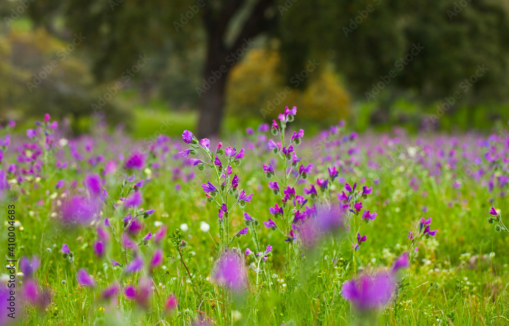 Obraz premium Viboreras y Alcornoque, Parque Natural Sierra de Andújar, Jaen, Andalucía, España