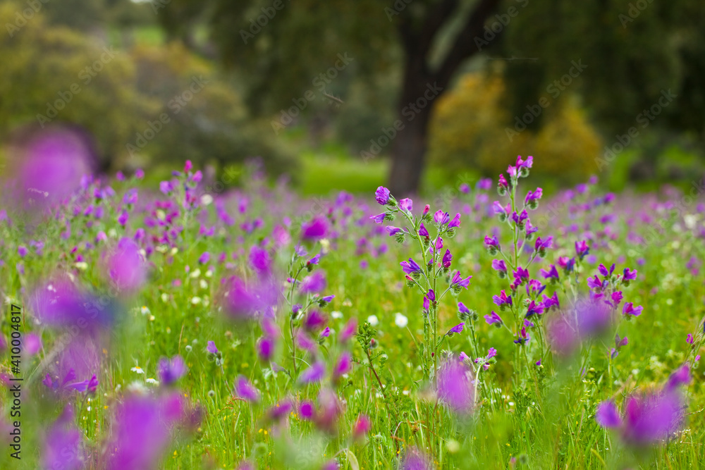 Naklejka premium Viboreras y Alcornoque, Parque Natural Sierra de Andújar, Jaen, Andalucía, España