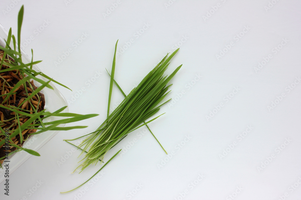 Fototapeta premium Oat microgreens on a white background. Fresh green sprouted oats. Superfood, vegan and healthy eating concept. Top view, copy space