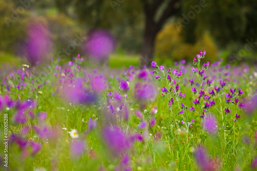 Viboreras y Alcornoque, Parque Natural Sierra de Andújar, Jaen, Andalucía, España