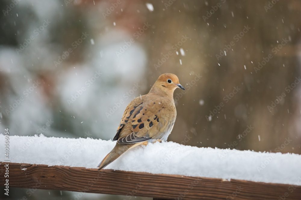Mourning dove bird perched on a railing during a winter snowstorm Mourning dove bird perched on a railing during a winter snowstorm