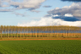 Plantation of young poplars in line and cultivated fields in spring 
