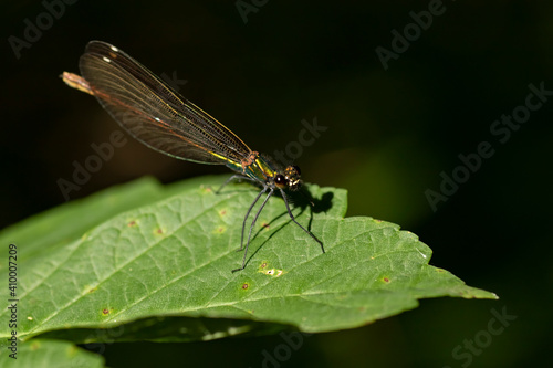 Insect resting on green leaf