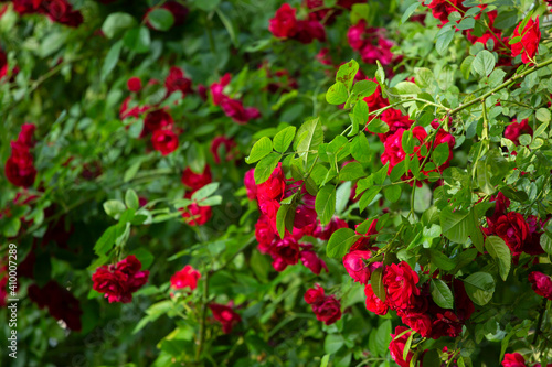 Vibrant red roses blooming in the garden forming a bright green and red background