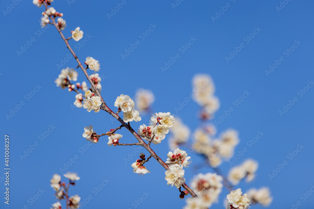 隅田川沿いに咲く満開の梅の花 隅田川沿いに咲く満開の梅の花
