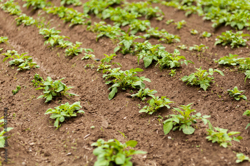 Potato Field. Fresh Green potato Field Agriculture Background. Potato Field. Fresh Green potato Field Agriculture Background.