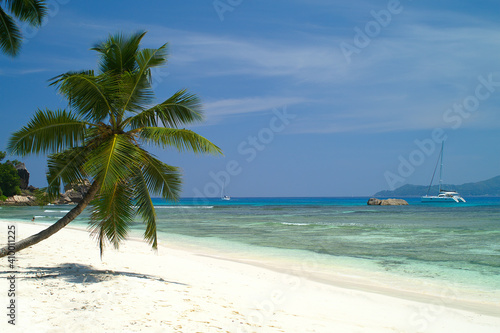 Coconut palm tree on white sandy beach in  La Digue  Seychelles Islands