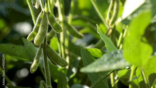 soy plantation with sky on the horizon and macro details