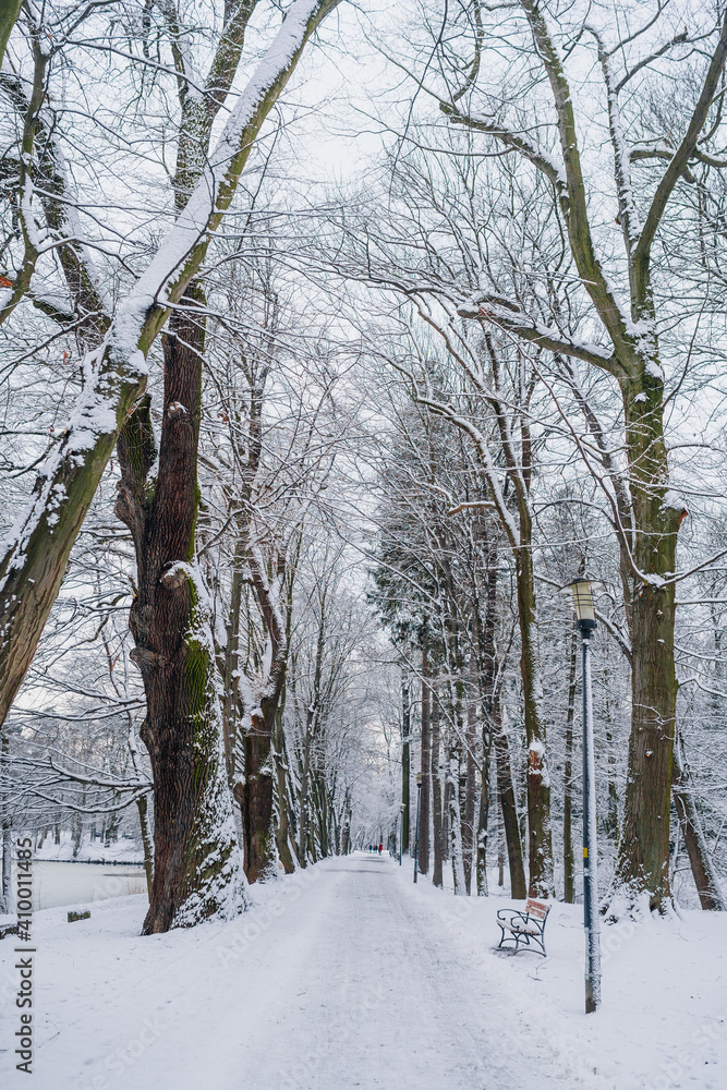 Winter Landscape. Tree Covered with Snow in Winter. Winter Landscape. Tree Covered with Snow in Winter.