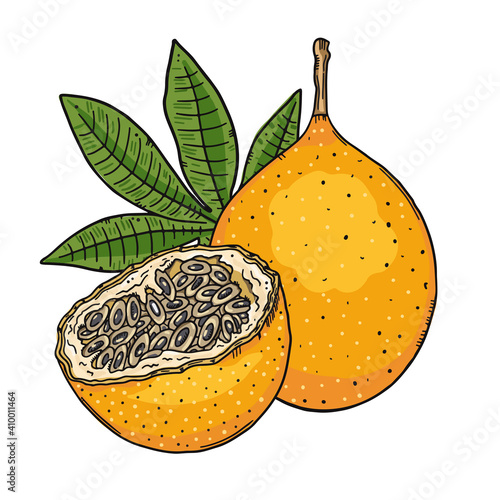 Composition of a whole orange granadilla fruit and a half cut of fruit on a leaves background. Color image on a white background. Doodle sketch style. photo