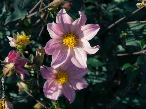 Dahlia flower in the archbishopric garden of Bourges  a city located in the Berry region of France