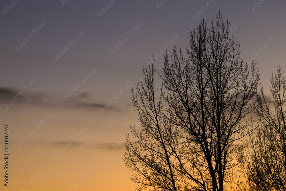 Sunset sky w/ trees