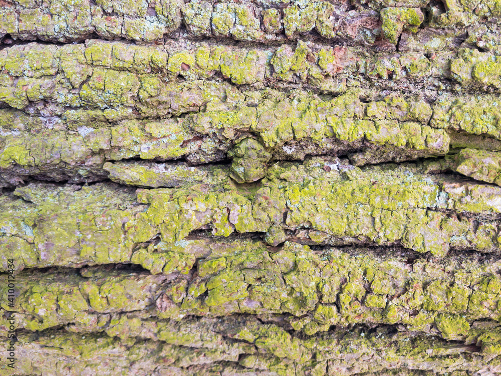 bark of oak tree. Green moss texture