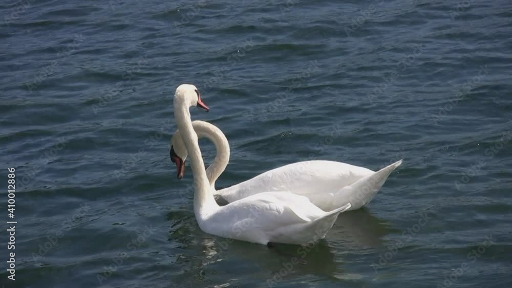 Two swans with graceful neck movements. One goes Two swans with graceful neck movements. One goes