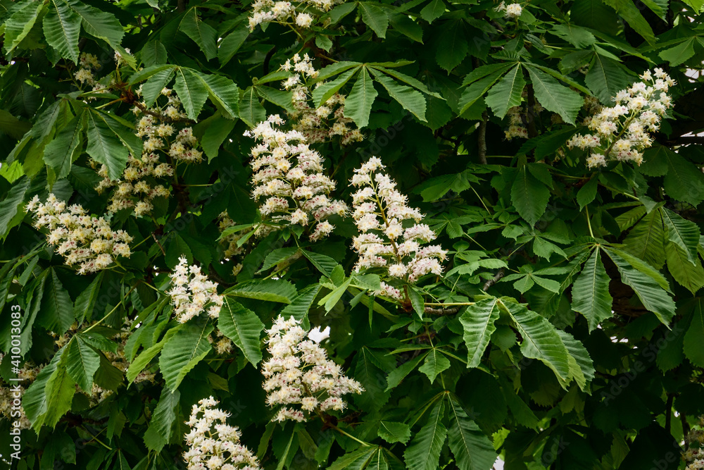 A white horse chesnut tree (aesculus hippocastanum) flowers in early spring A white horse chesnut tree (aesculus hippocastanum) flowers in early spring