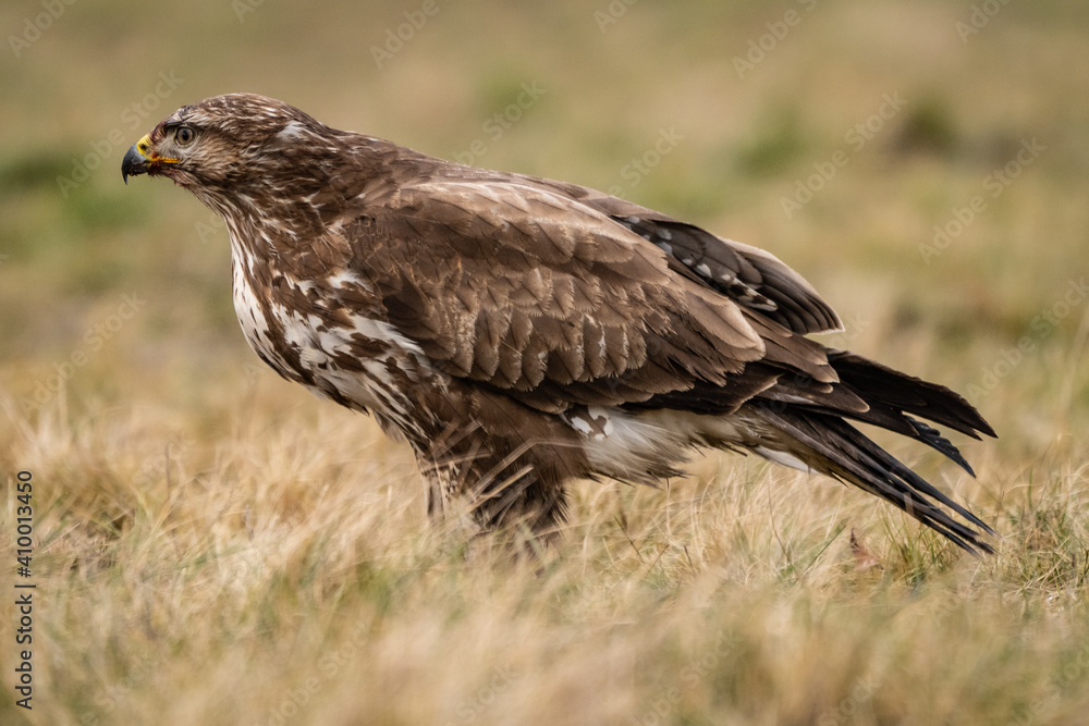 common buzzard standing alone common buzzard standing alone