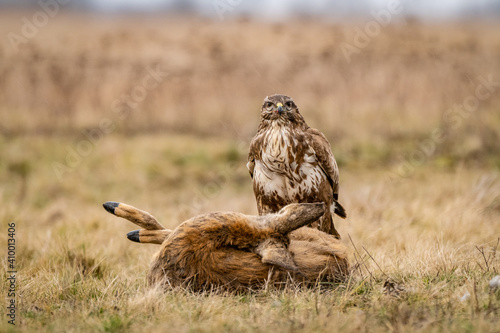 common buzzard with dead deer photo