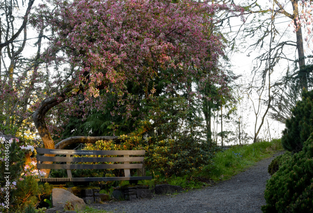 Cherry Blossom Park Bench