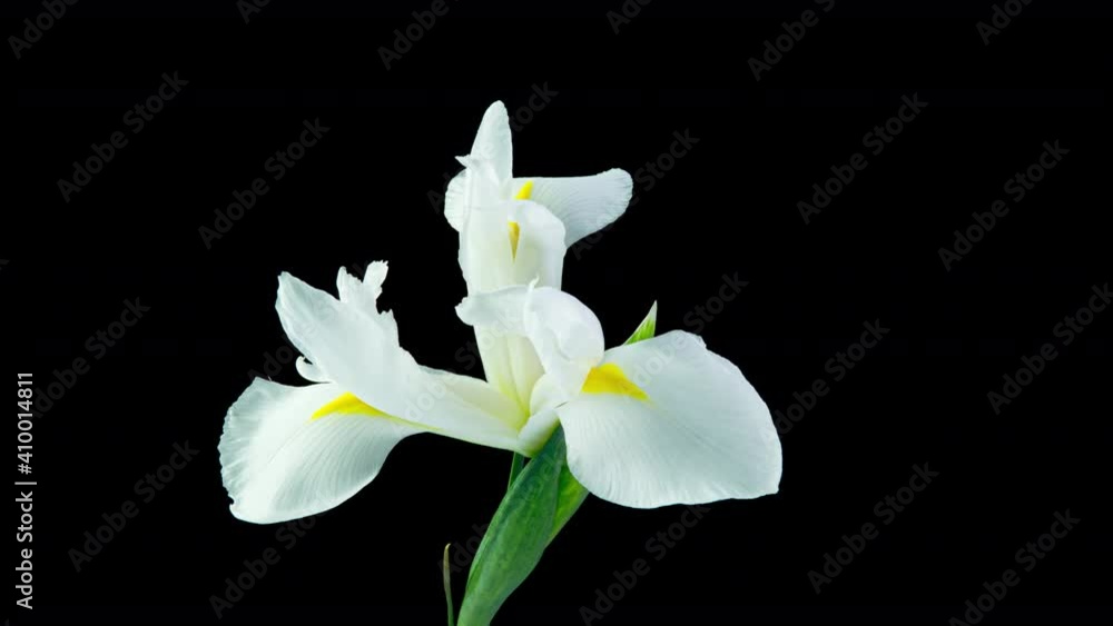 Time lapse of flowering white iris on a black background, beautiful white flower video 4k Time lapse of flowering white iris on a black background, beautiful white flower video 4k