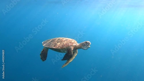 Sea Turtles in Tahiti -  Clip Pack 2