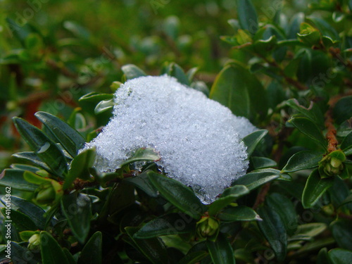 snow on a tree