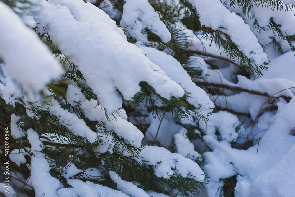 snow covered branches snow covered branches