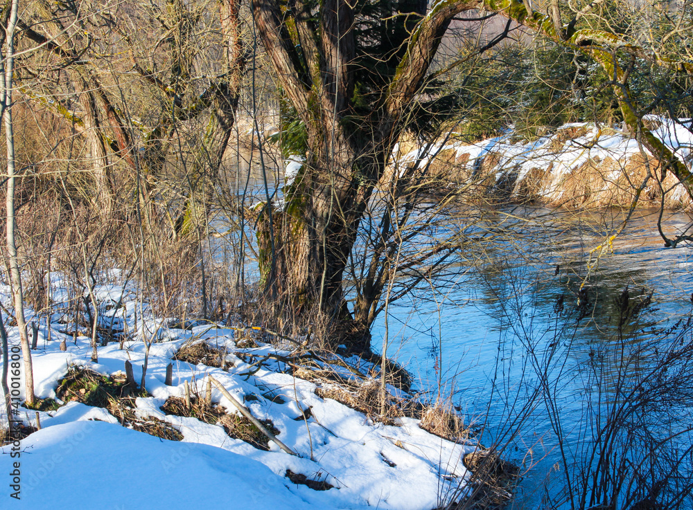 Obraz premium forest in winter