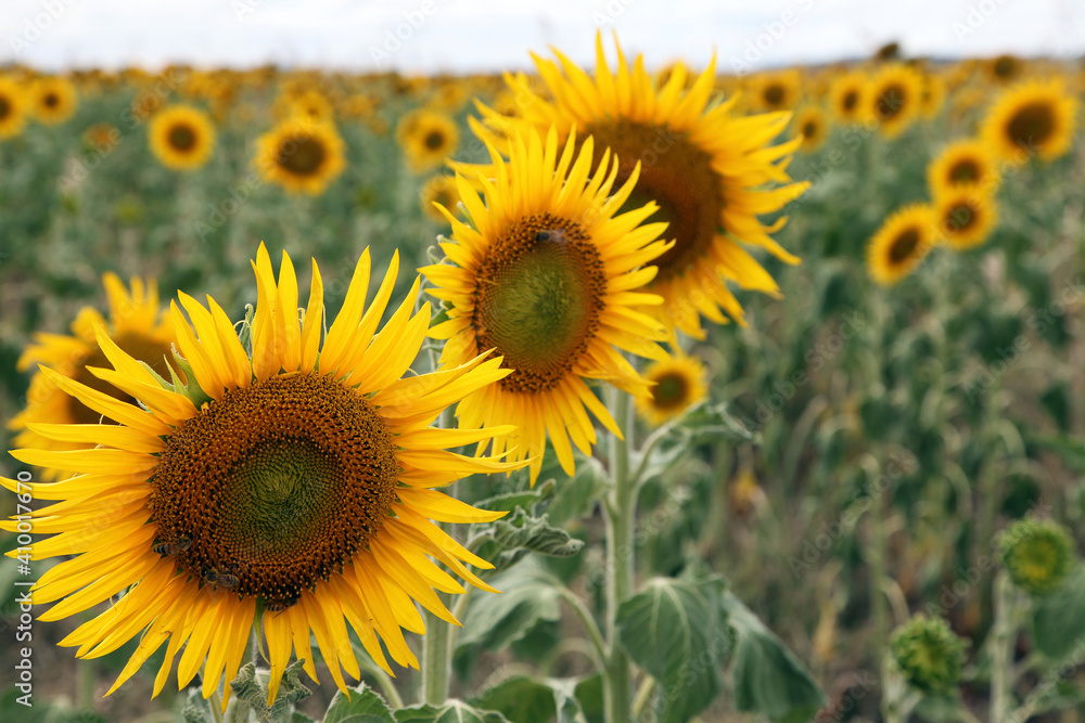 Beautiful bright yellow sun flowers in farm field in Queensland Australia Beautiful bright yellow sun flowers in farm field in Queensland Australia