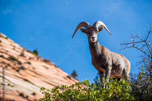 Big horned sheep in the Zion National Park forest and mountains landscape.