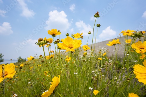 Litte gerberas and the lighthouse