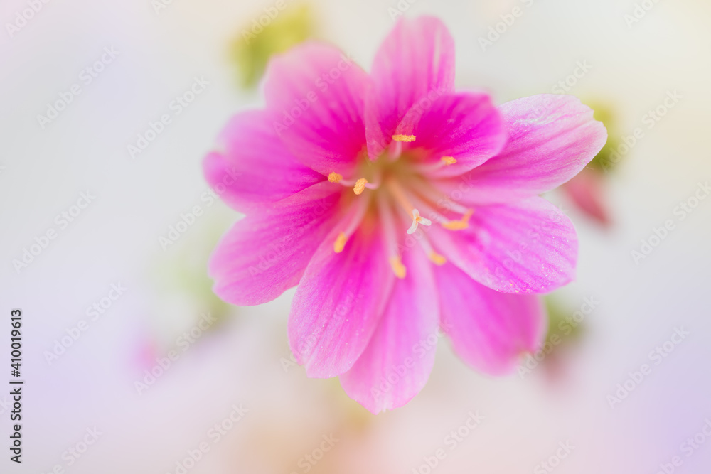 Close-up of Pink Lewisia Cotyledon 'Sunset Series' Succulent Flower