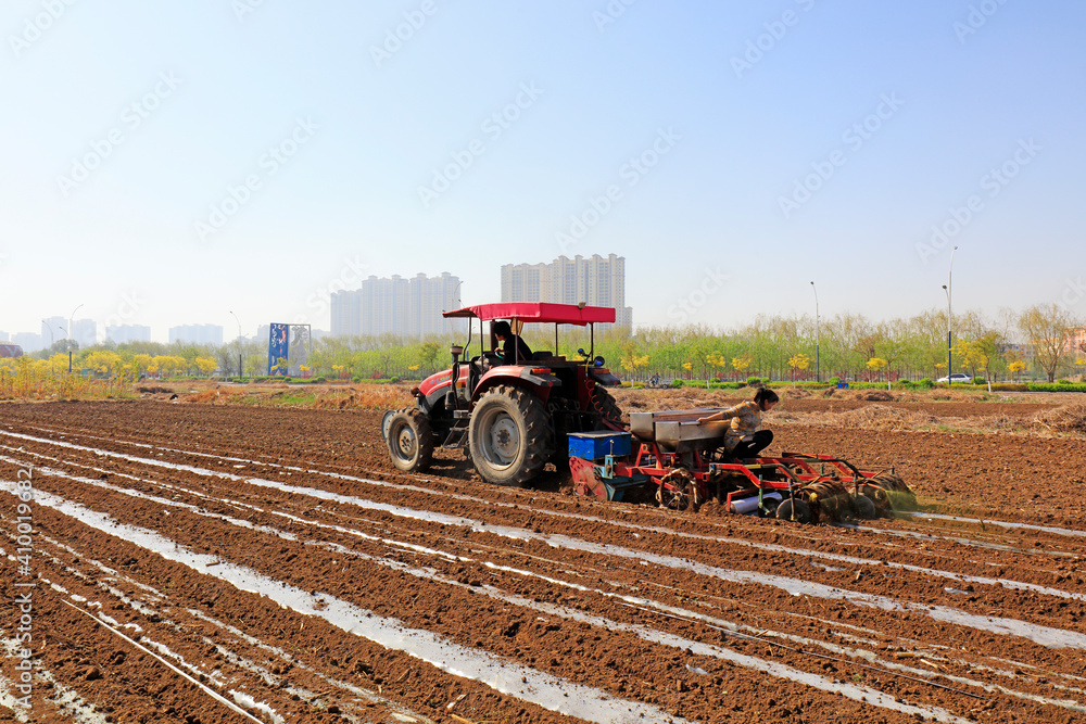 Fototapeta premium farmers use agricultural machinery to plant plastic film peanuts on a farm, LUANNAN COUNTY, Hebei Province, China